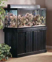 How to Set Up Your Aquarium