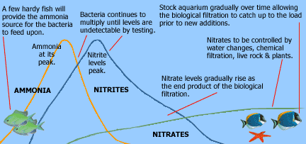 Biological filtration cycling process - Adapted from: Mills, D. The Marine Aquarium. Salamander Books LTD.