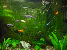 Nitrogen Cycle, Part 3: Established Aquariums