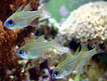 Longspine Cardinalfish