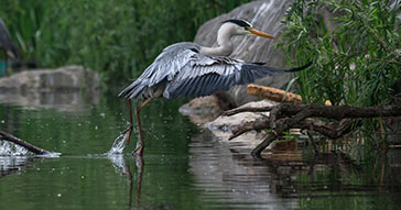 Protecting Your Koi Pond from Predators