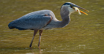 Electric Fencing Can Protect Your Pond from Predators