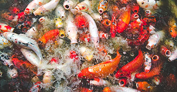 Consider Pond Size to Avoid Overcrowding
