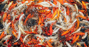 Overcrowding Can Cause Stress in your Koi Fish