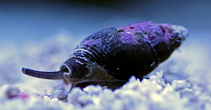 Nassarius Snails