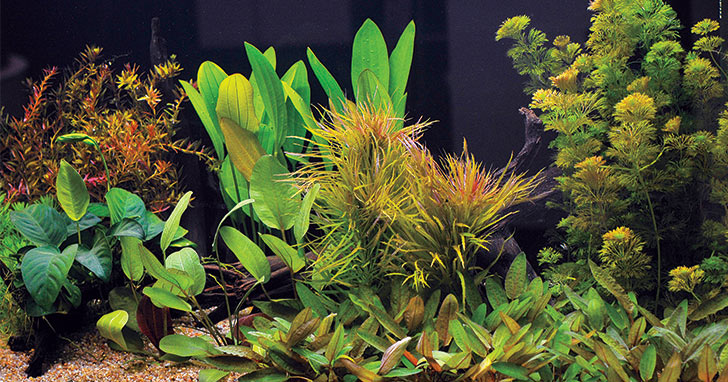 Quarantine Live Aquatic Plants 