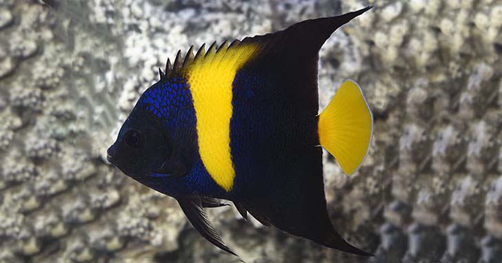 Asfur Angelfish