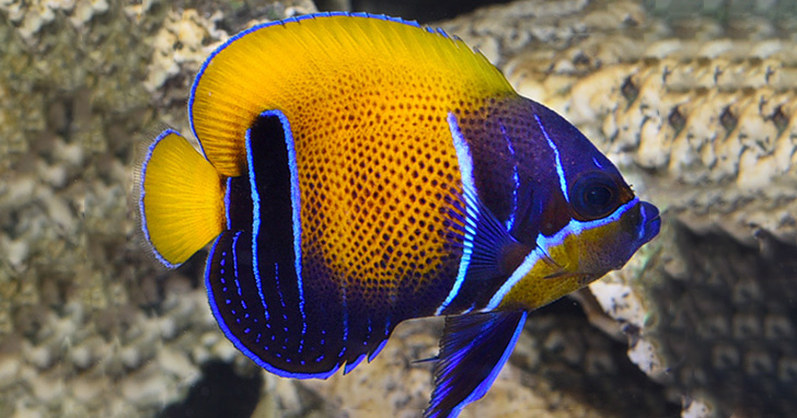 Blue Girdled Angelfish