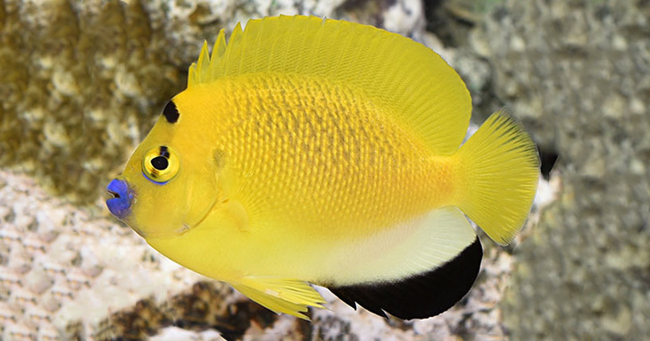 Flagfin Angelfish