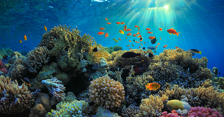Ways to Help Protect Coral Reefs