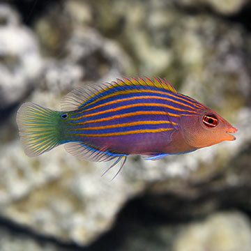 Six Line Wrasse - Reef Safe Wrasses: Saltwater Aquarium Fish for Marine  Aquariums