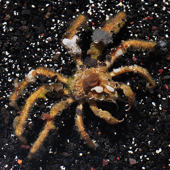 Spider Decorator Crab (Camposcia Decorator Crab): Saltwater Aquarium  Invertebrates
