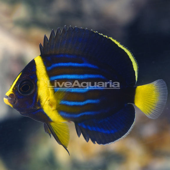 Blueline Angelfish, Captive-Bred: Saltwater Aquarium Fish for Marine