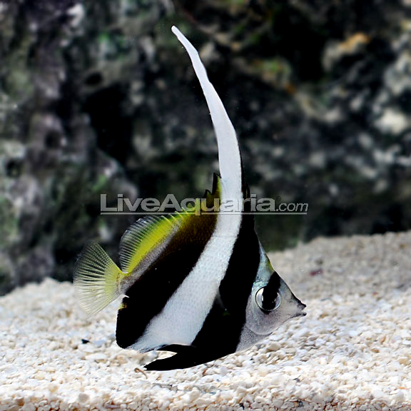 پروانه ماهی آنتن دار ( heniochus blach & white butterfly fish )    
