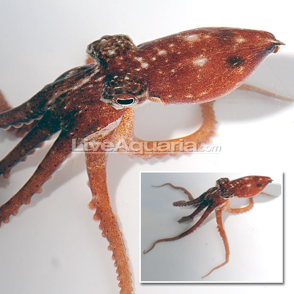 Atlantic Pygmy Octopus: Saltwater Aquarium Cephalopods