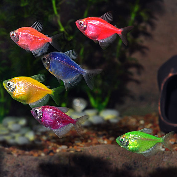 GloFish Tetra Packs Tropical Fish for Freshwater Aquariums