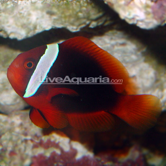دلقک ماهی تومیتو ( tomato clown fish )   