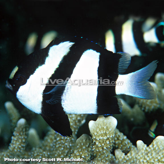 دامسل سه خط (three stripe damsel fish ) 