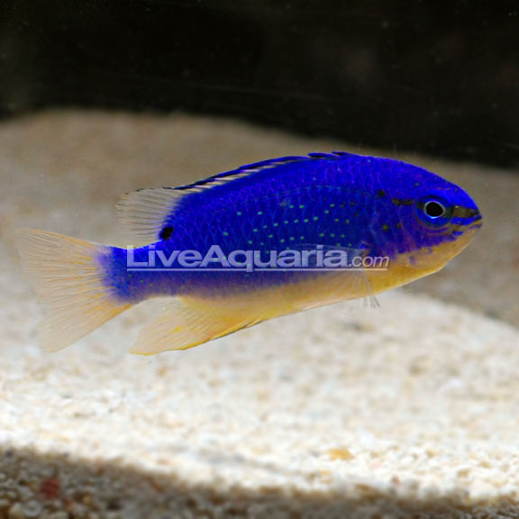دامسل شیطان آبی فیجی ( fiji blue devil damsel fish )   
