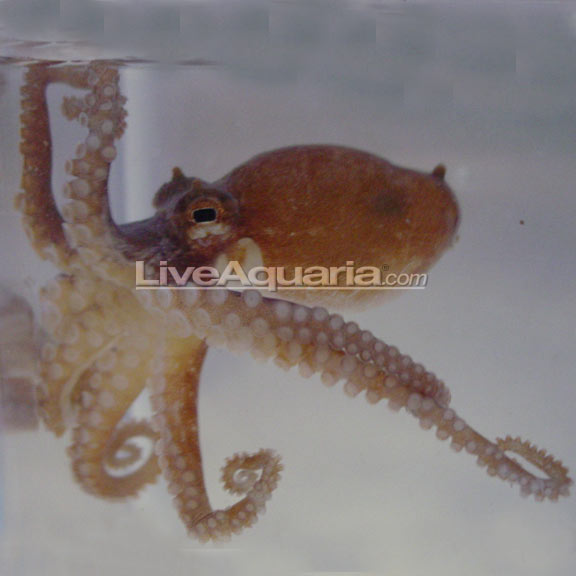 Octopus - Assorted: Saltwater Aquarium Invertebrates