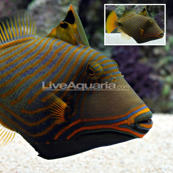 ماشه ماهی موج دار ( undulate triggerfish ) 