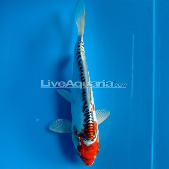 Doitsu High Quality Koi, Japan Strain: High Quality Koi Fish for