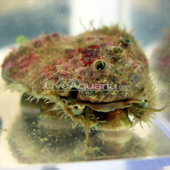 Tropical Abalone Snail Saltwater Aquarium Invertebrates