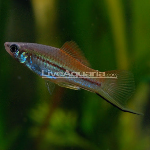 Neon Swordtail