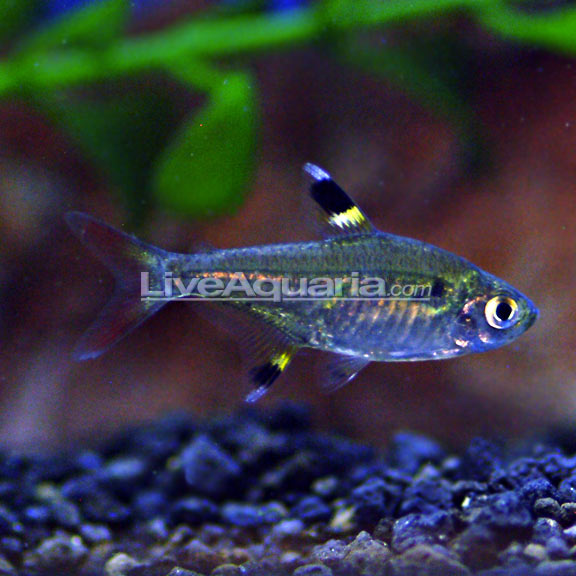 X-Ray Pristella Tetra Group: Tropical Fish for Freshwater Aquariums