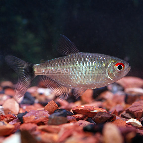 Red Eye Tetras