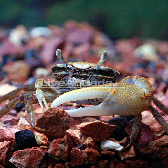 Fiddler Crab Group: Tropical Crabs for Freshwater Aquariums