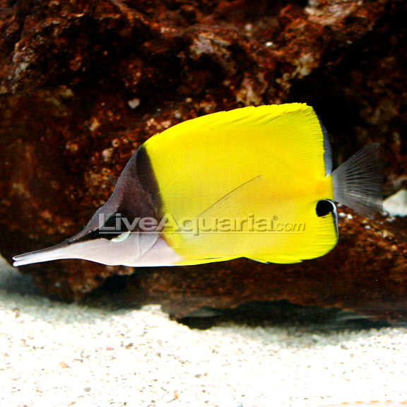پروانه ماهی پوزه بلند زرد ( yellow longnose butterfly fish )  