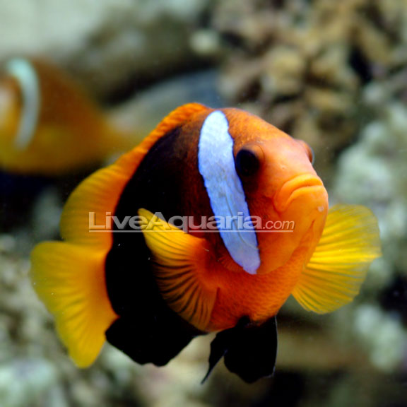 دلقک ماهی سینامون ( cinnamon clownfish )