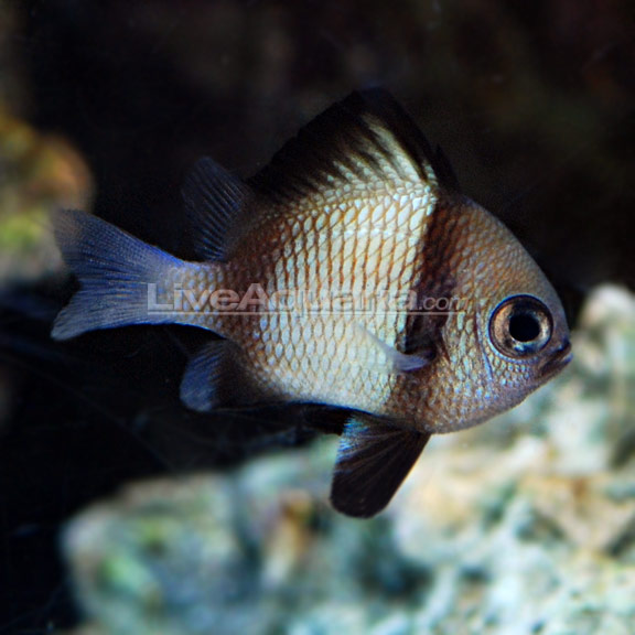 دامسل دو خط ( two stripe damsel fish )  