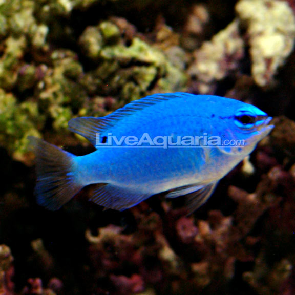 دامسل آبی ( blue damsel fish )   