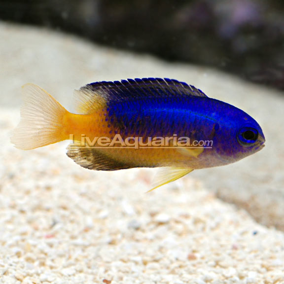 دامسل آبی طلایی ( blue & gold damsel fish )  