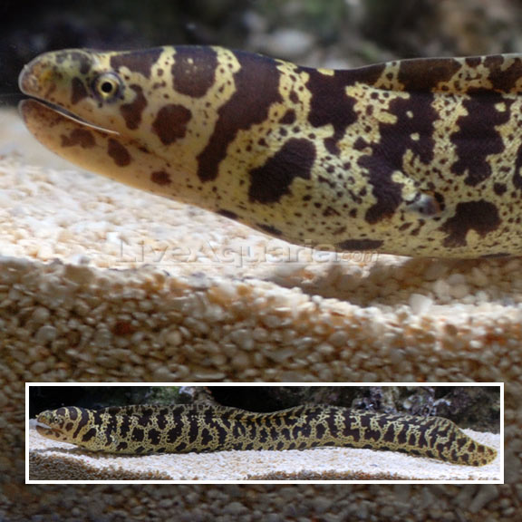 Saltwater Aquarium Fish for Marine AquariumsChain Eel Saltwater