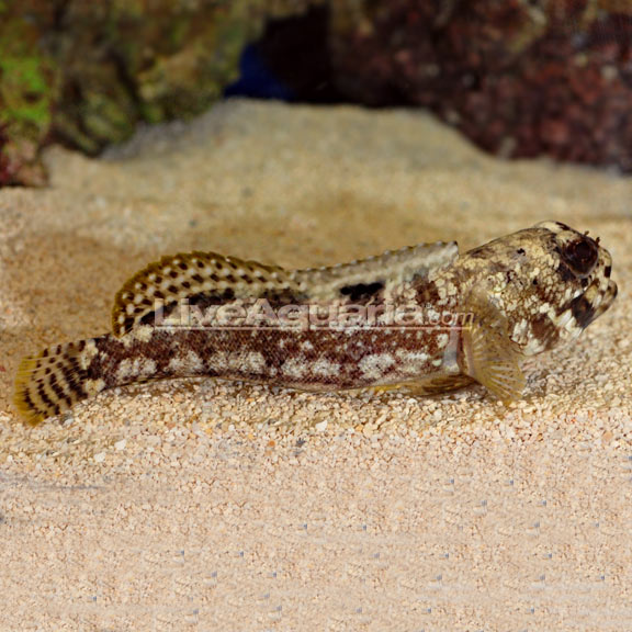 Jawfish, Dusky: Saltwater Aquarium Fish for Marine Aquariums