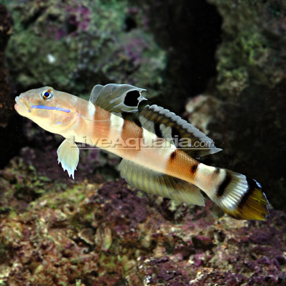 Tiger Watchman Sand Sifter Goby Saltwater Aquarium Fish for Marine Aquariums