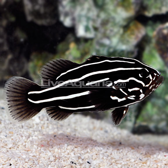 Saltwater Aquarium Fish for Marine Aquariums: Soapfish, Golden Stripe