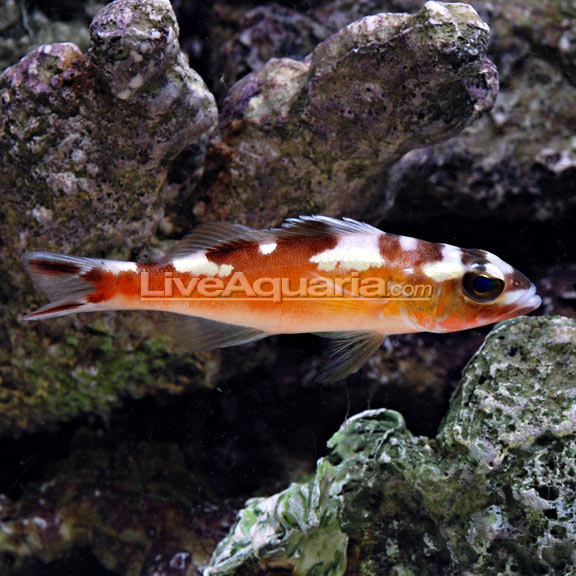 Tobacco Basslet: Saltwater Aquarium Fish for Marine Aquariums