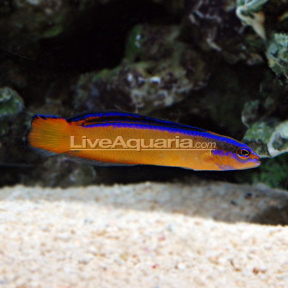 سودوکرومیس نئون ( neon pseudochromis )  