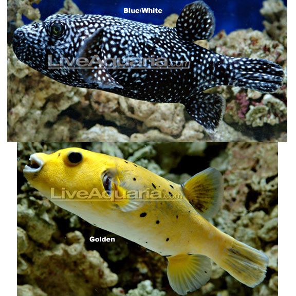 Arothron Puffer: Golden or Blue/White Saltwater Aquarium Fish