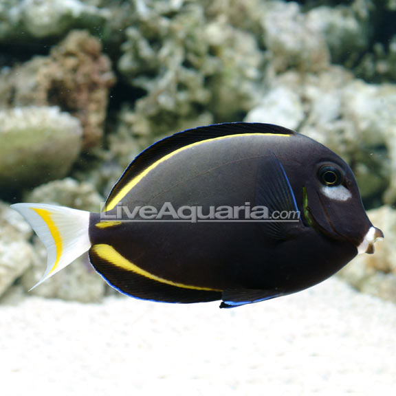 جراح پادربراون (powder brown tang)