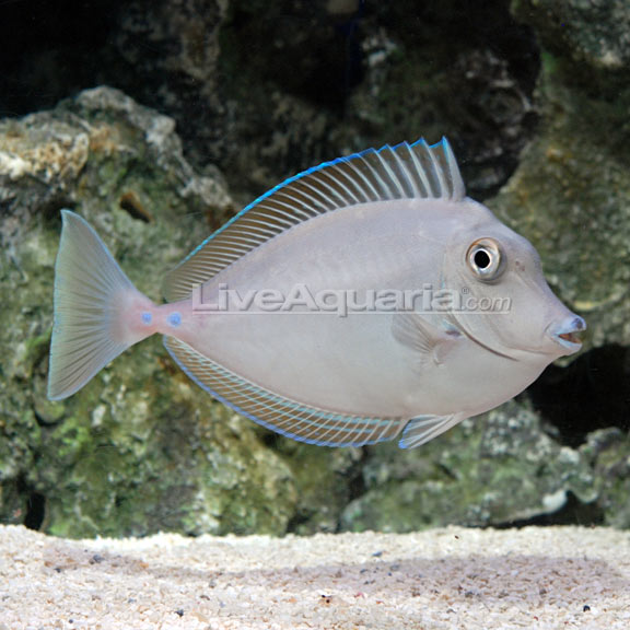 Bluespine Unicorn Tang Bluespine Unicorn Tang