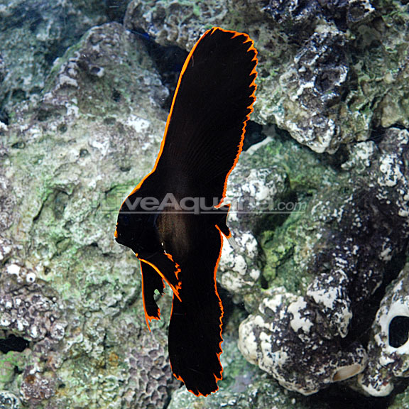 Pinnatus Batfish