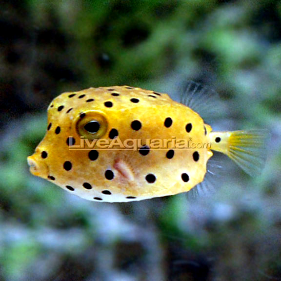 جعبه ماهی مکعبی ( cubicus boxfish )  