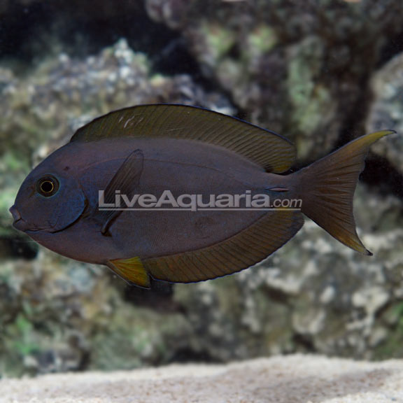 saltwater aquarium fish for