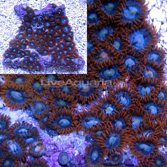 Colony Polyp, Fire & Ice, Zoanthus sp.: Saltwater Aquarium Corals for  Marine Reef Aquariums