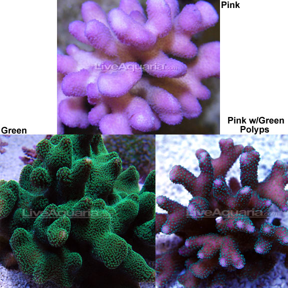 Stylophora Coral